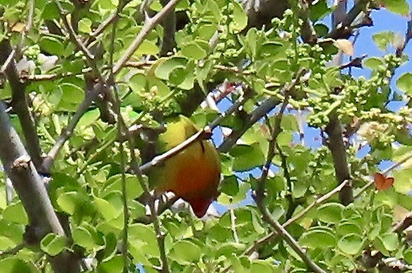 Fischer's Lovebird - ML645720910