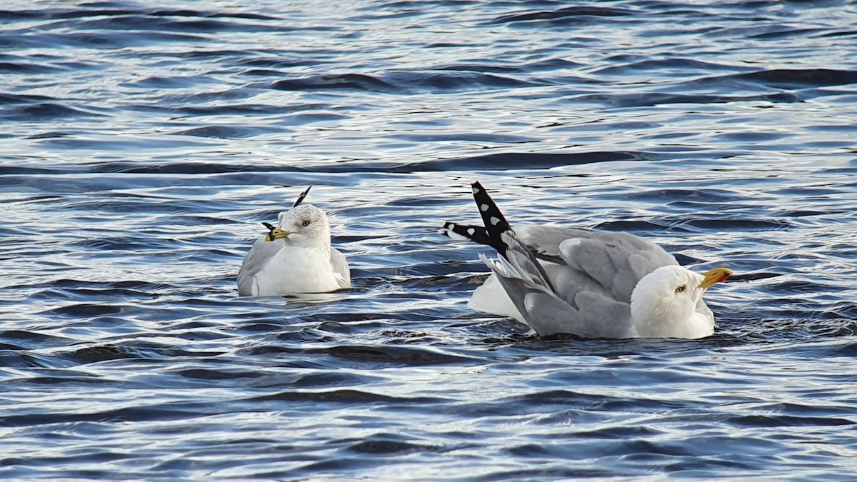 Ringschnabelmöwe - ML645720911