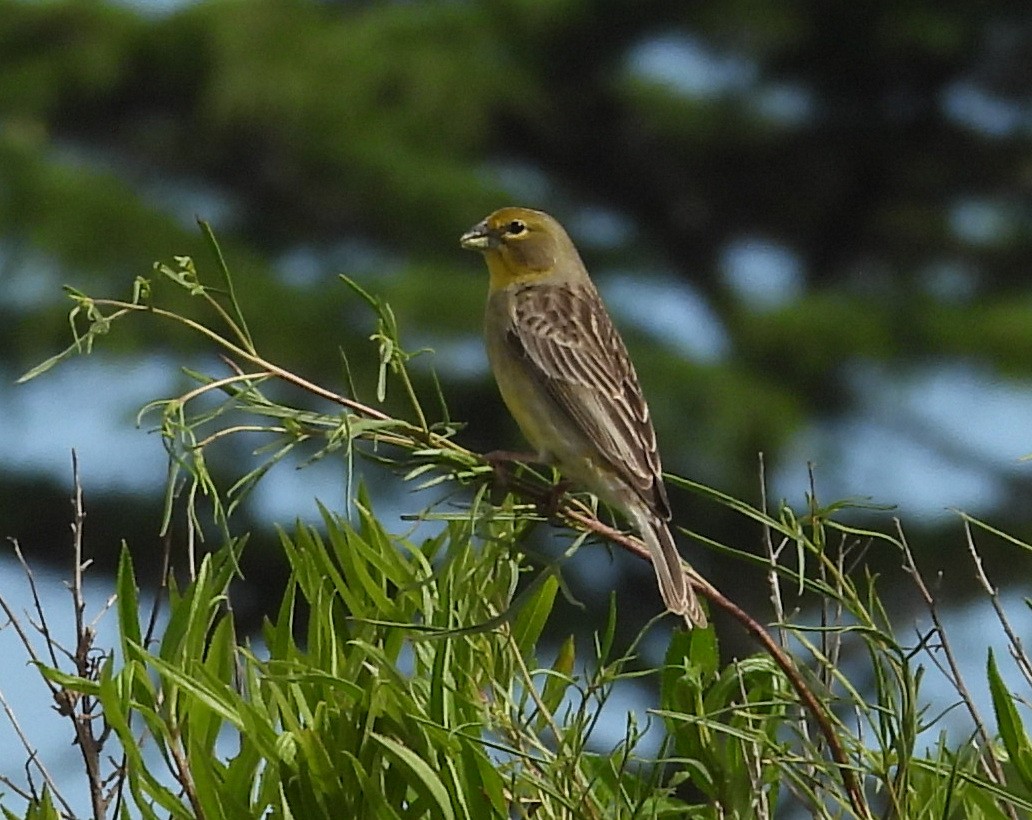Grassland Yellow-Finch - ML645720916