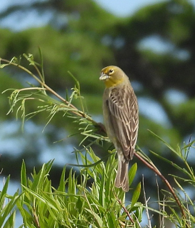 Grassland Yellow-Finch - ML645720917