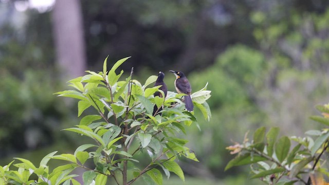 Black-capped Donacobius - ML645720918