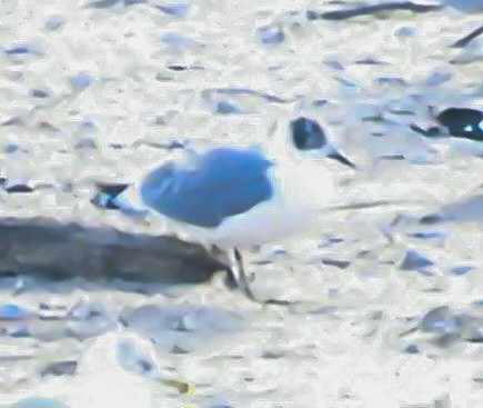 Franklin's Gull - ML645720920