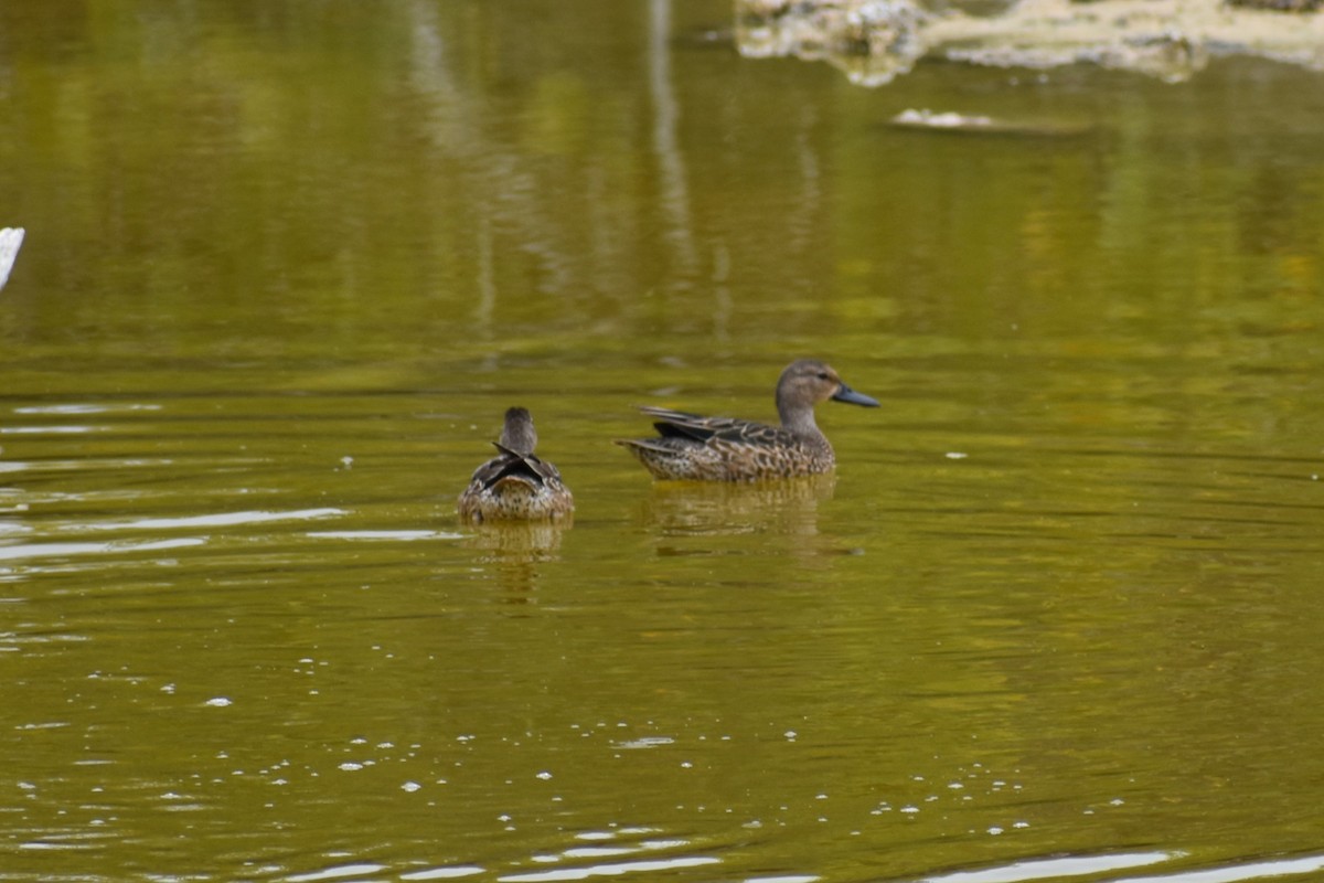 čírka modrokřídlá - ML645720927