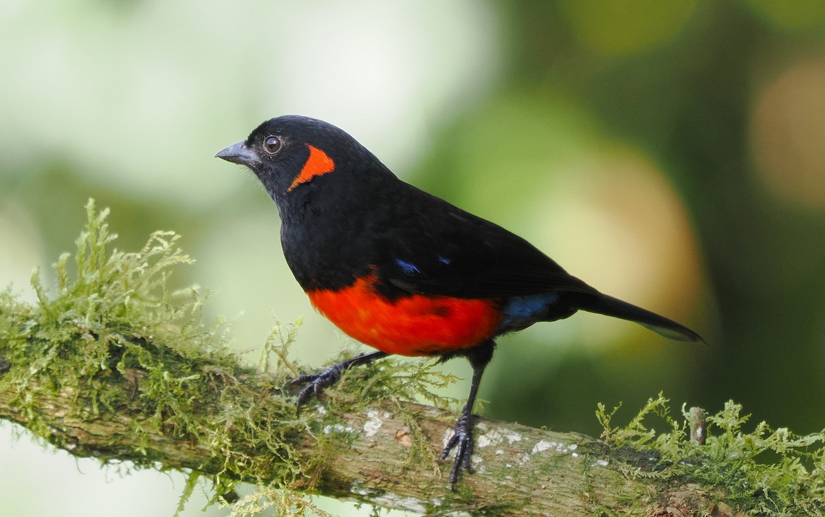 Scarlet-bellied Mountain Tanager - ML645720928