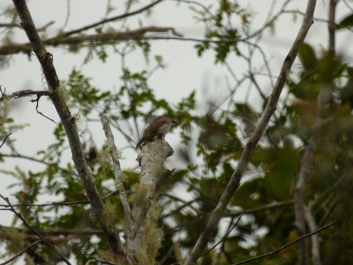 new world flycatcher sp. - ML645720932
