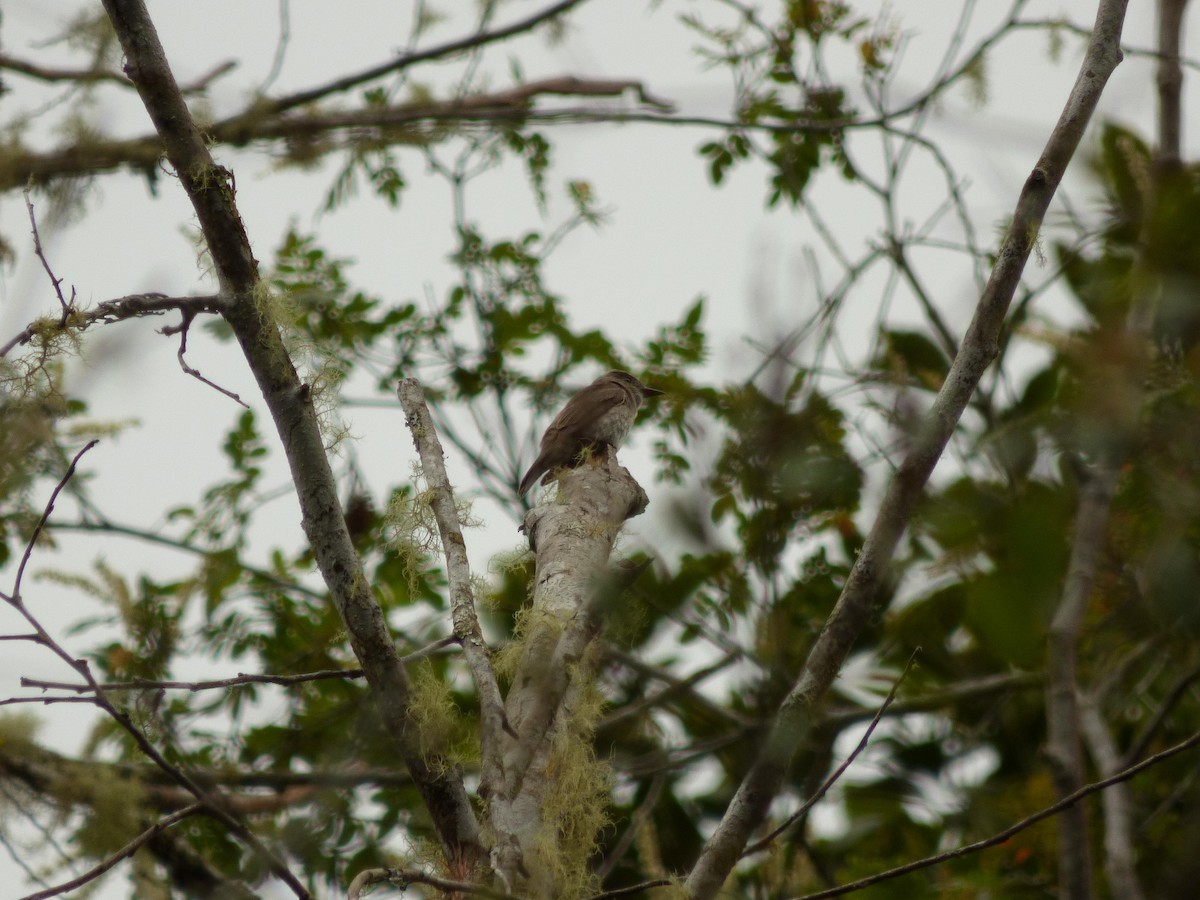 new world flycatcher sp. - ML645720934