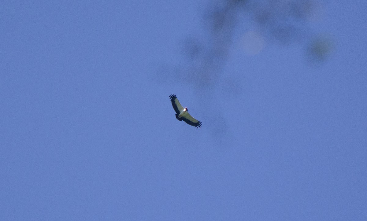 King Vulture - ML645720937