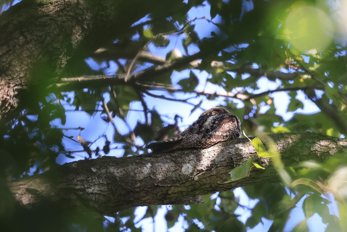 Gray Nightjar - ML645720941