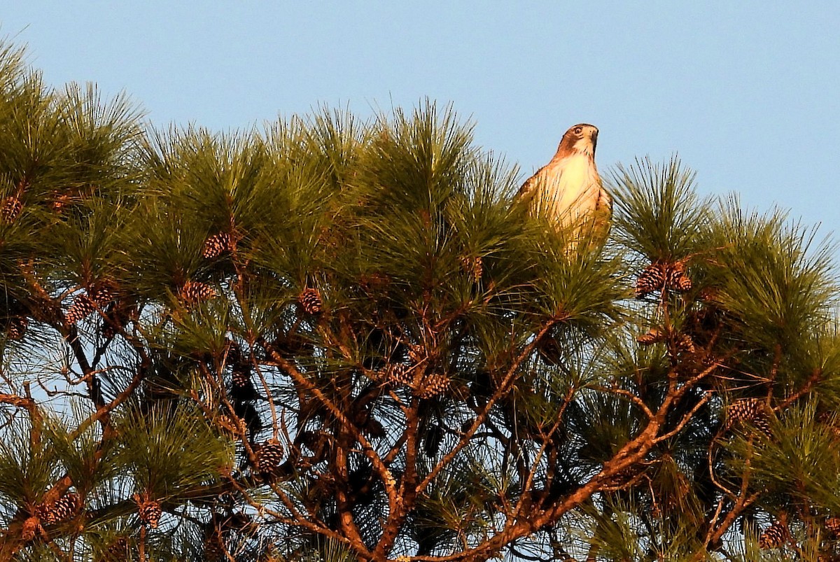 Busardo Colirrojo - ML645720944