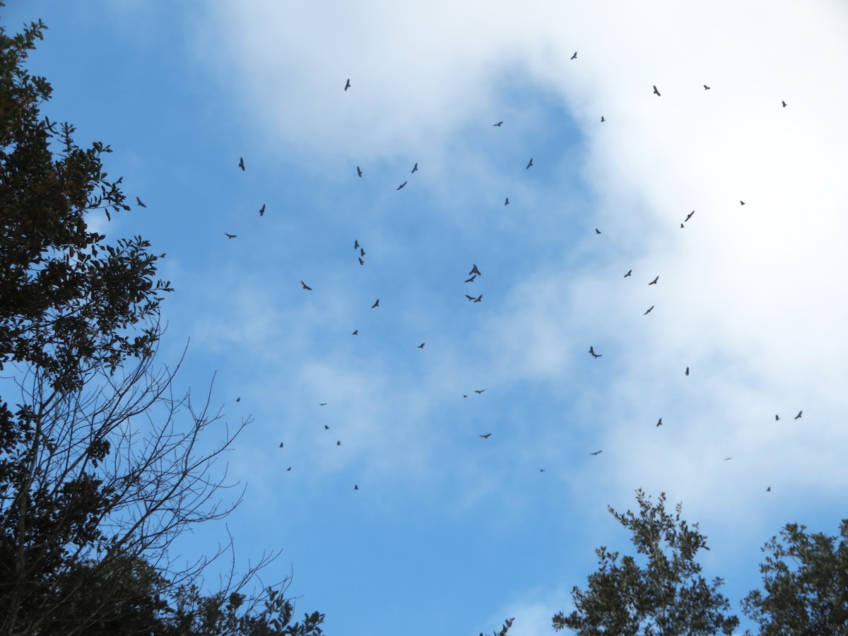 Turkey Vulture - ML645720948