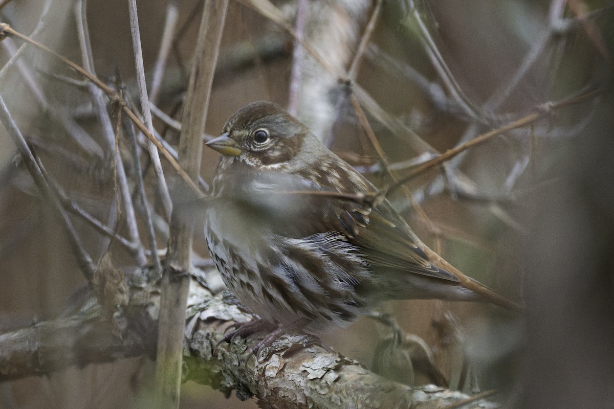 Fox Sparrow - ML645720949
