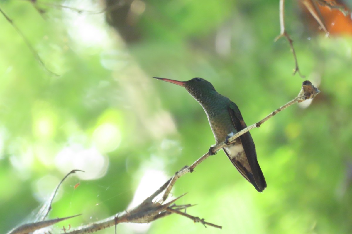 Blue-tailed Hummingbird - ML645720951