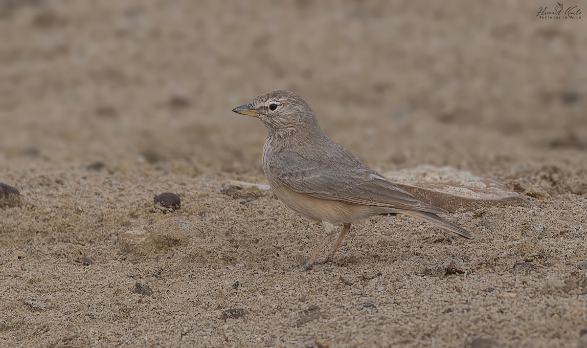 עפרוני מדבר - ML645720952
