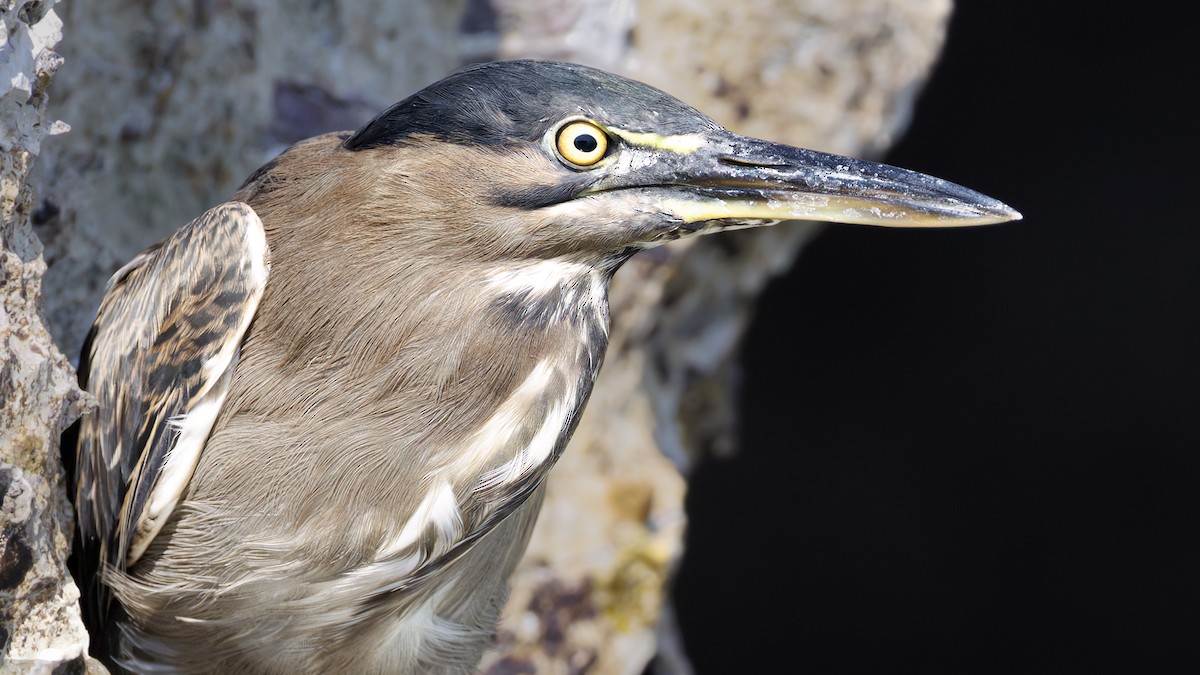 Little Heron - ML645720955