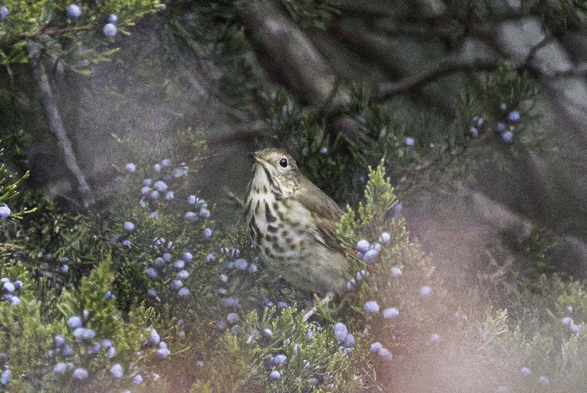Hermit Thrush - ML645720959