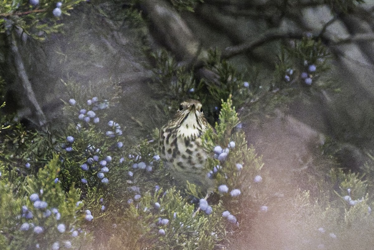Hermit Thrush - ML645720960