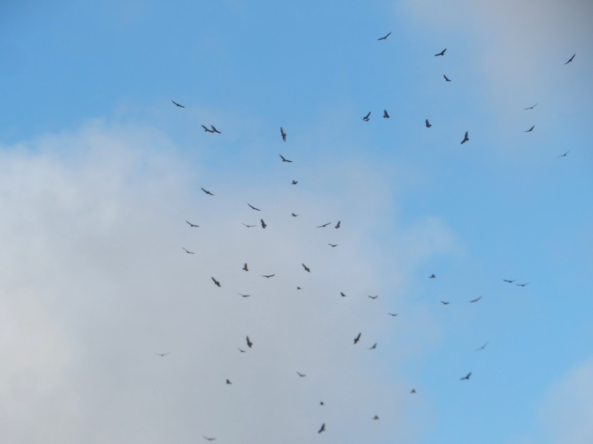 Turkey Vulture - ML645720962
