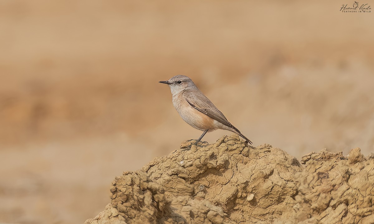 סלעית פרסית - ML645720963