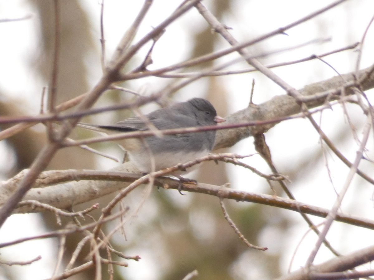 Dark-eyed Junco - ML645720967