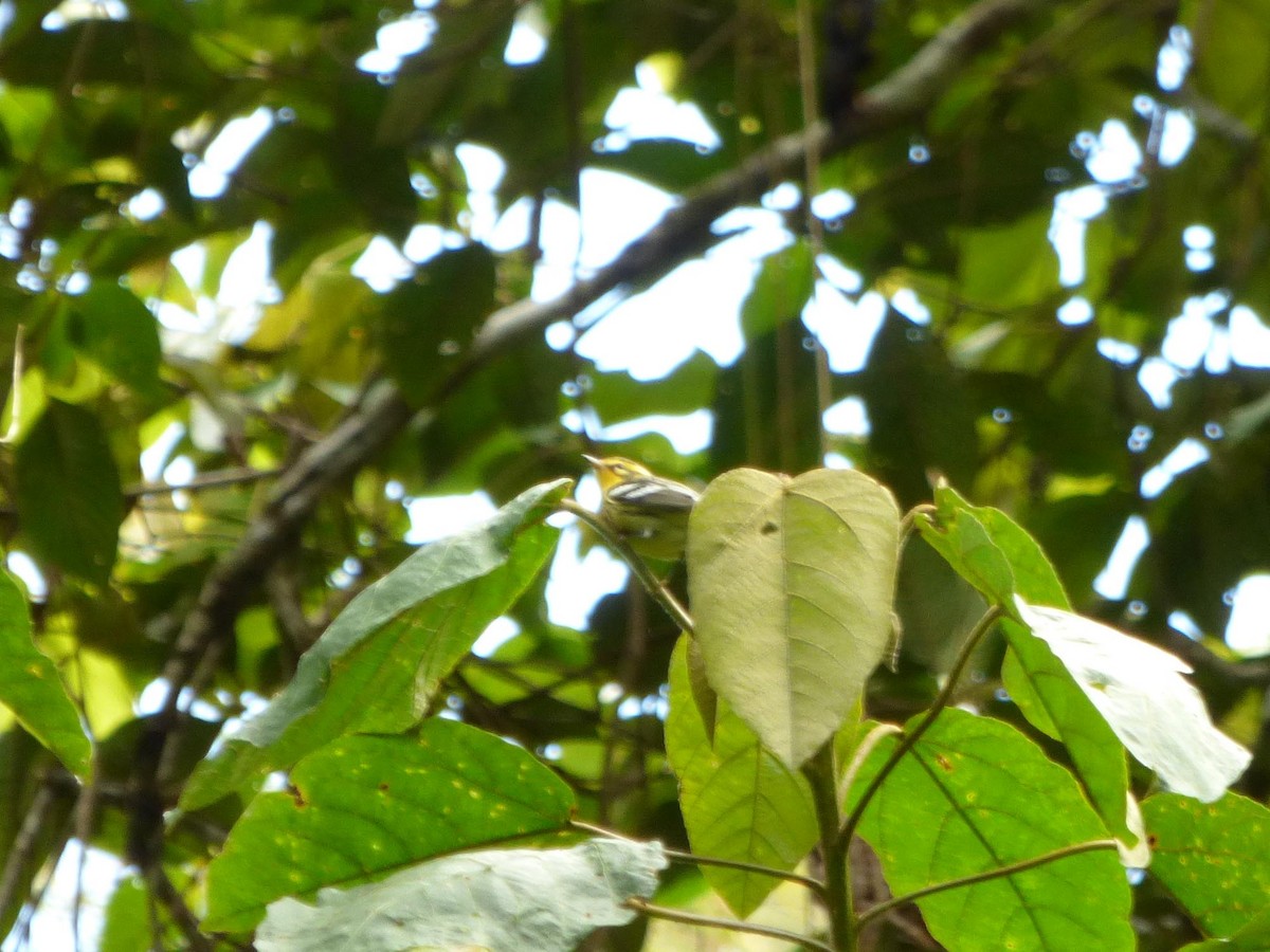 Blackburnian Warbler - ML645720968