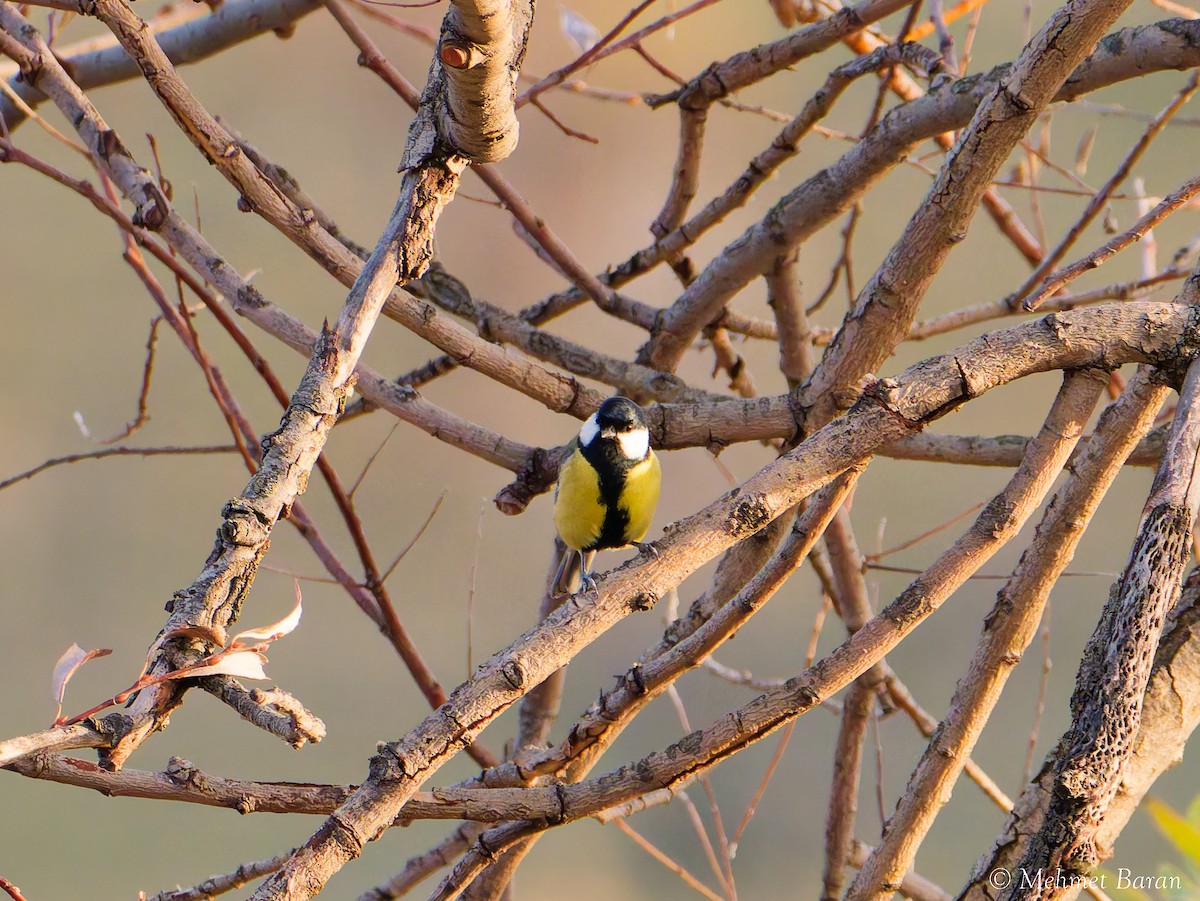Mésange charbonnière - ML645720969