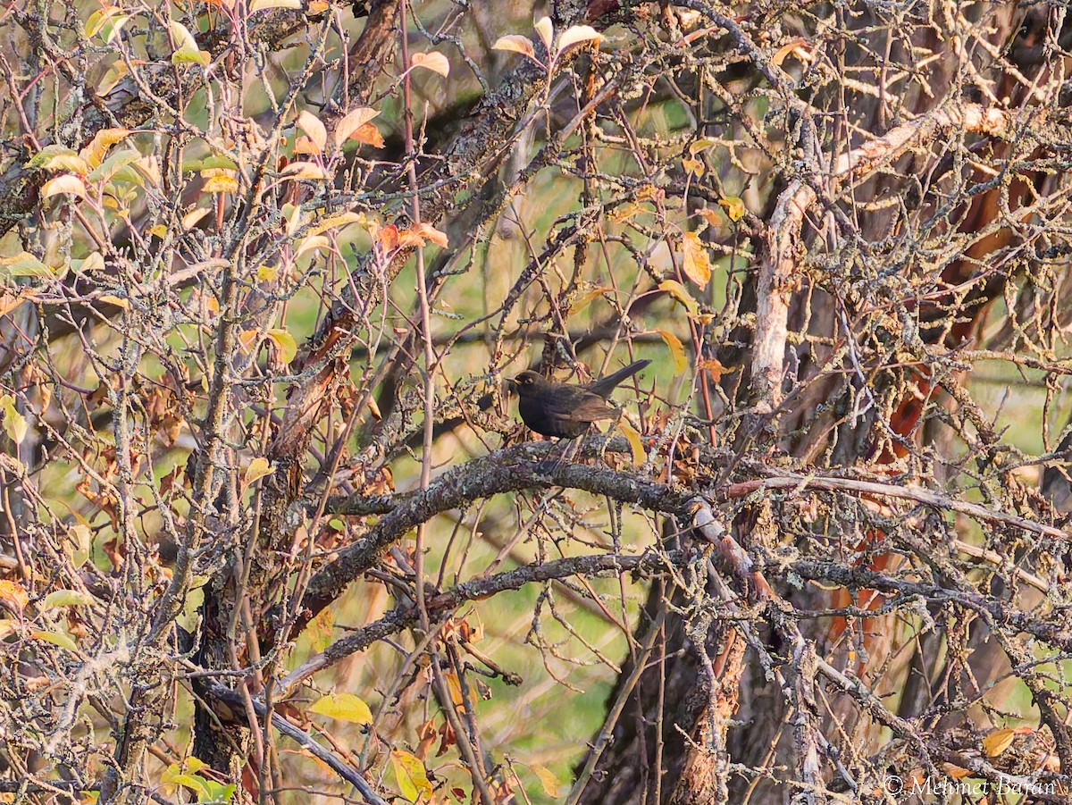 Merle noir - ML645720970