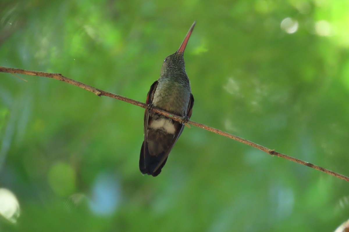 Blue-tailed Hummingbird - ML645720974