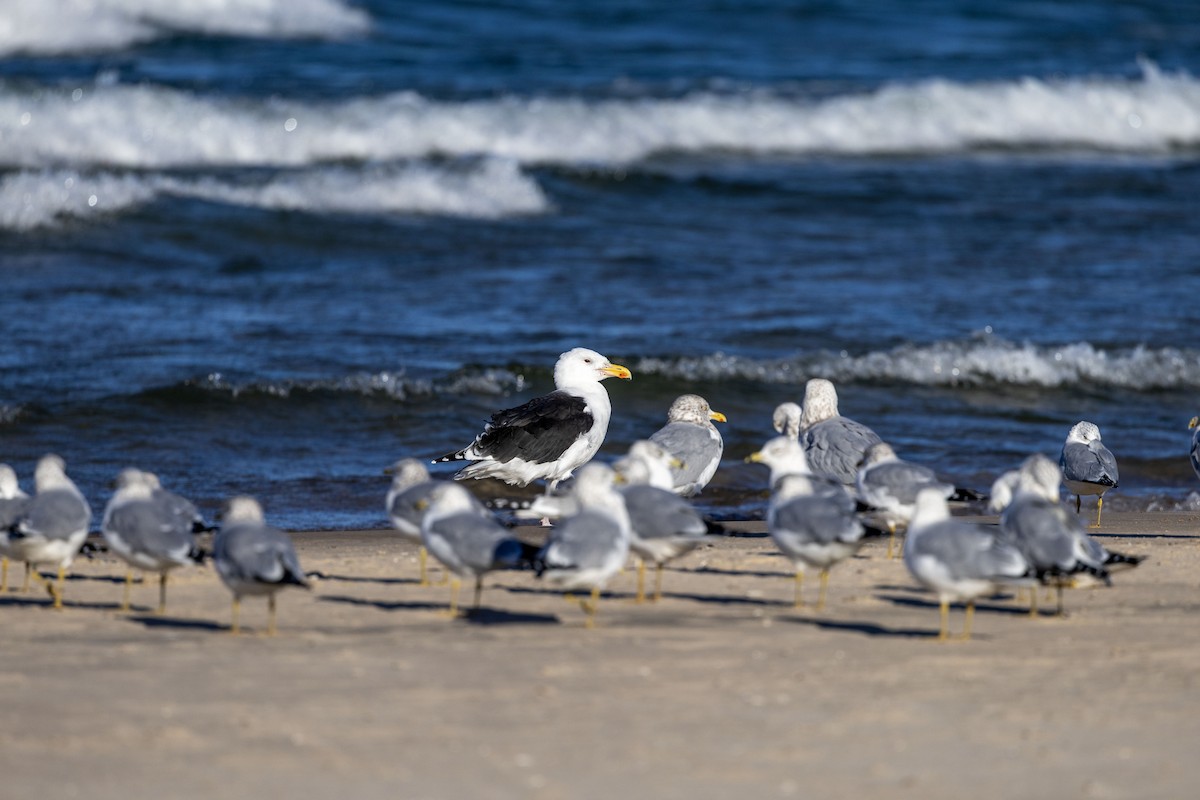 Great Black-backed Gull - ML645720976