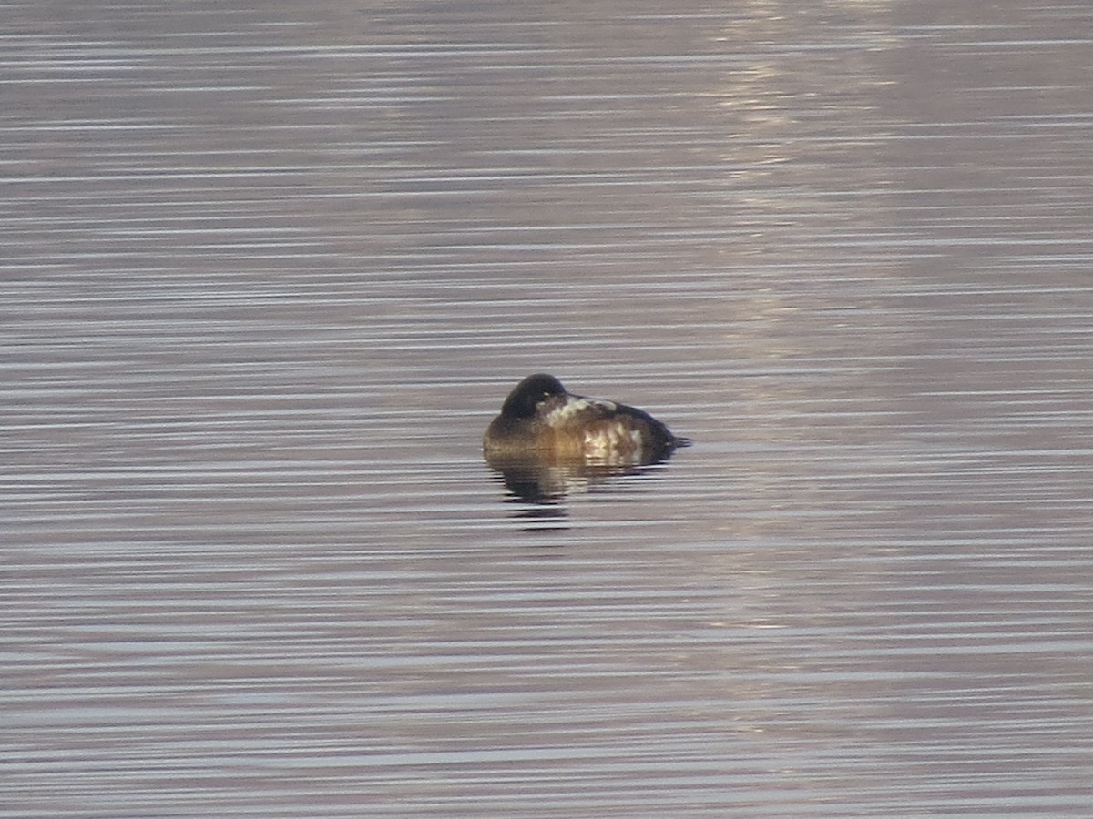 Fuligule milouinan - ML645720979