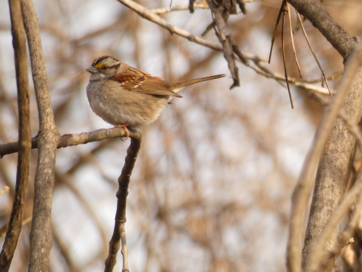 Bruant à gorge blanche - ML645720982