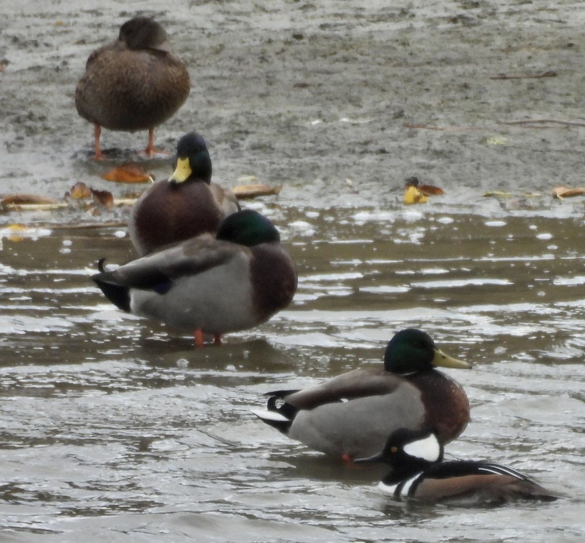 Canard colvert - ML645720983