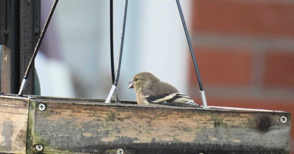 Chardonneret jaune - ML645720985