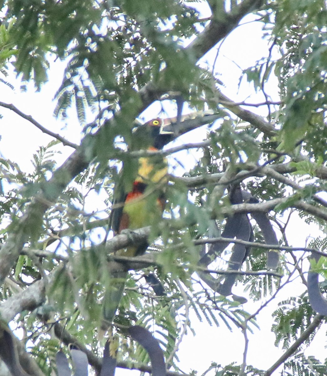 Araçari à collier - ML645720990