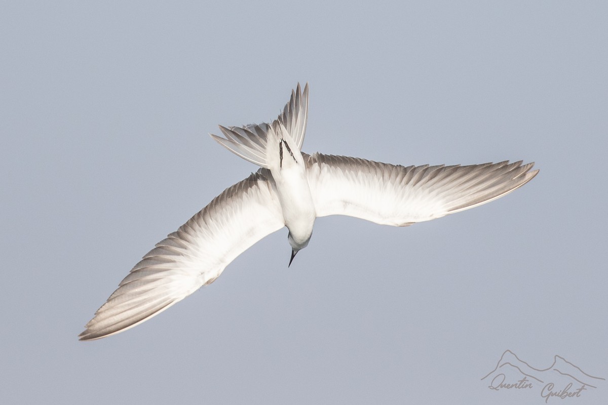 Sterne bridée - ML645720991