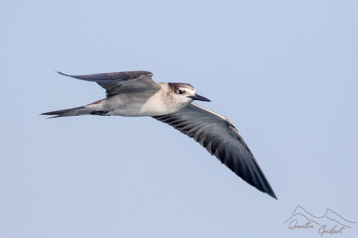 Sterne bridée - ML645720992