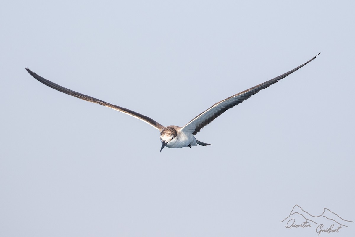 Sterne bridée - ML645720993