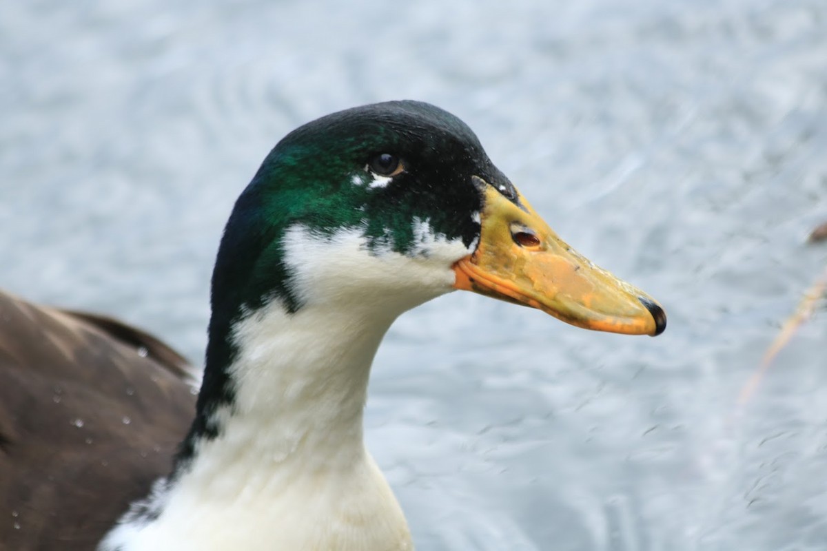 Canard colvert (forme domestique) - ML645720995