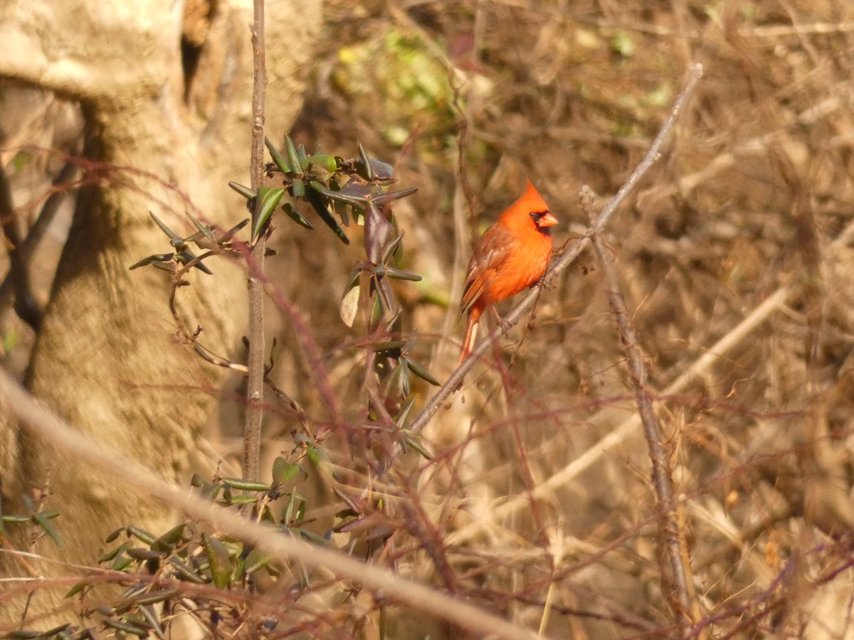 Cardinal rouge - ML645720996