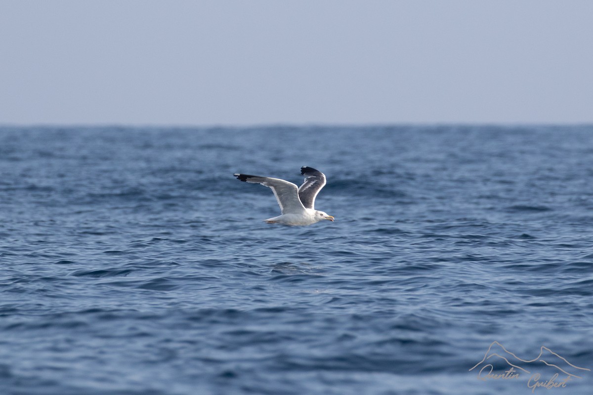 Goéland brun (heuglini) - ML645720997