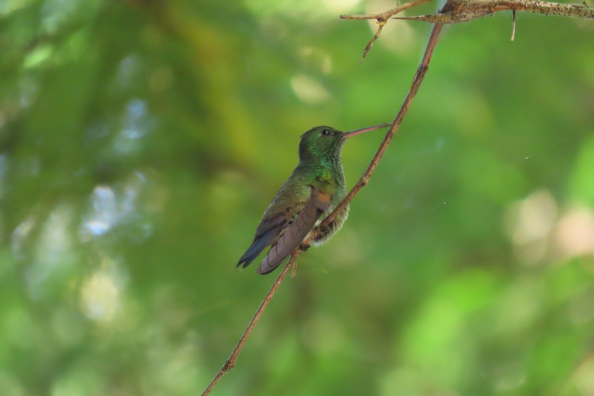 Ariane à queue bleue - ML645720999