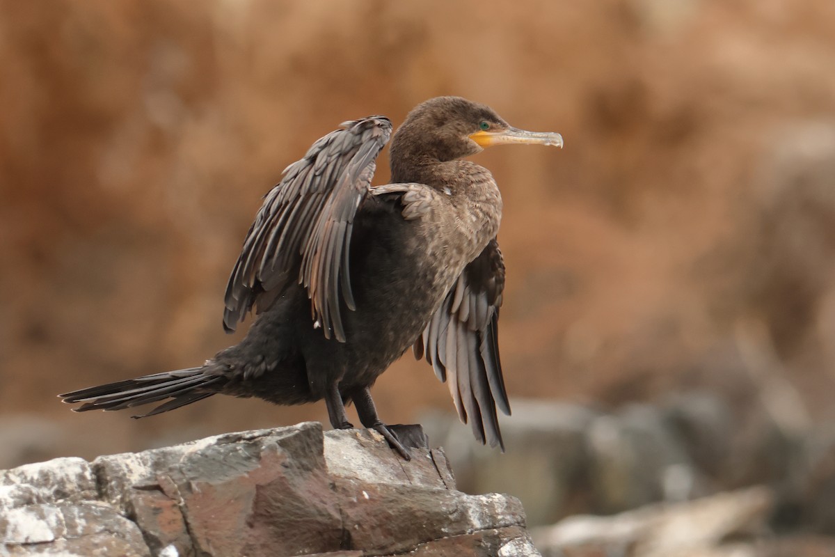 Cormoran vigua - ML645721001