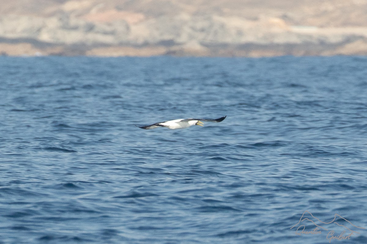 Fou masqué - ML645721003