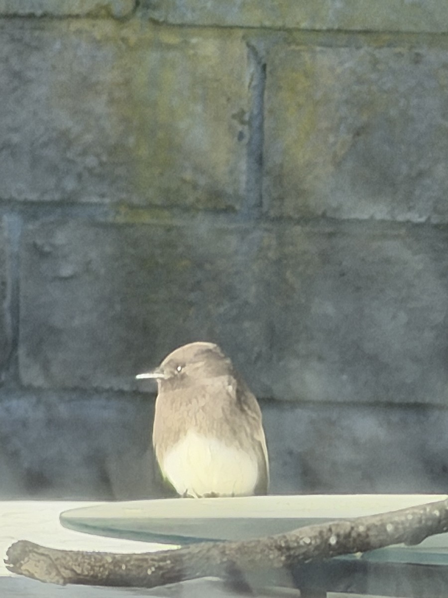 Moucherolle noir - ML645721004