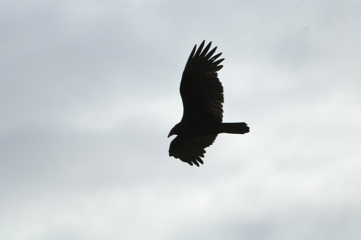 Urubu à tête rouge - ML645721007