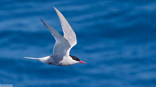 Sterne couronnée - ML645721009