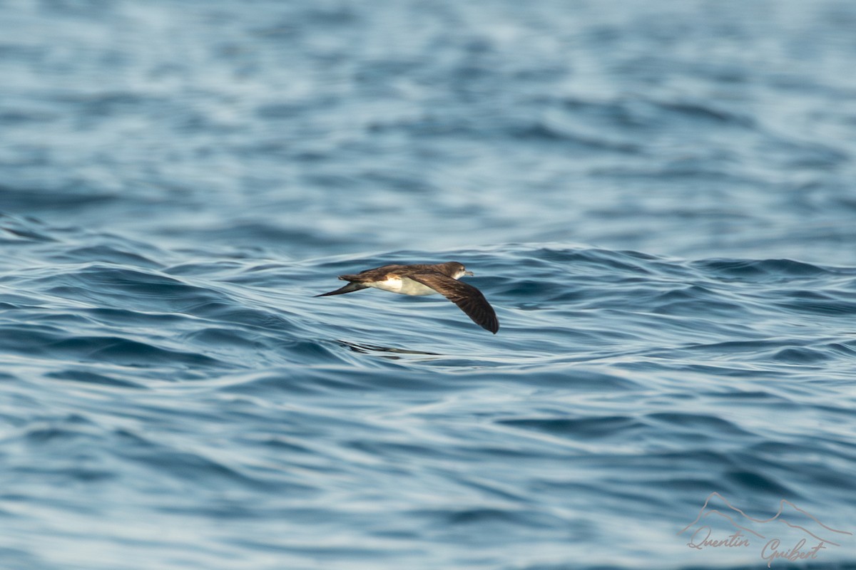 Puffin persique - ML645721010