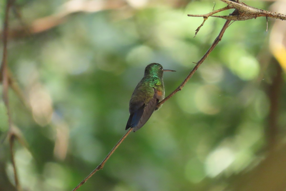 Ariane à queue bleue - ML645721012