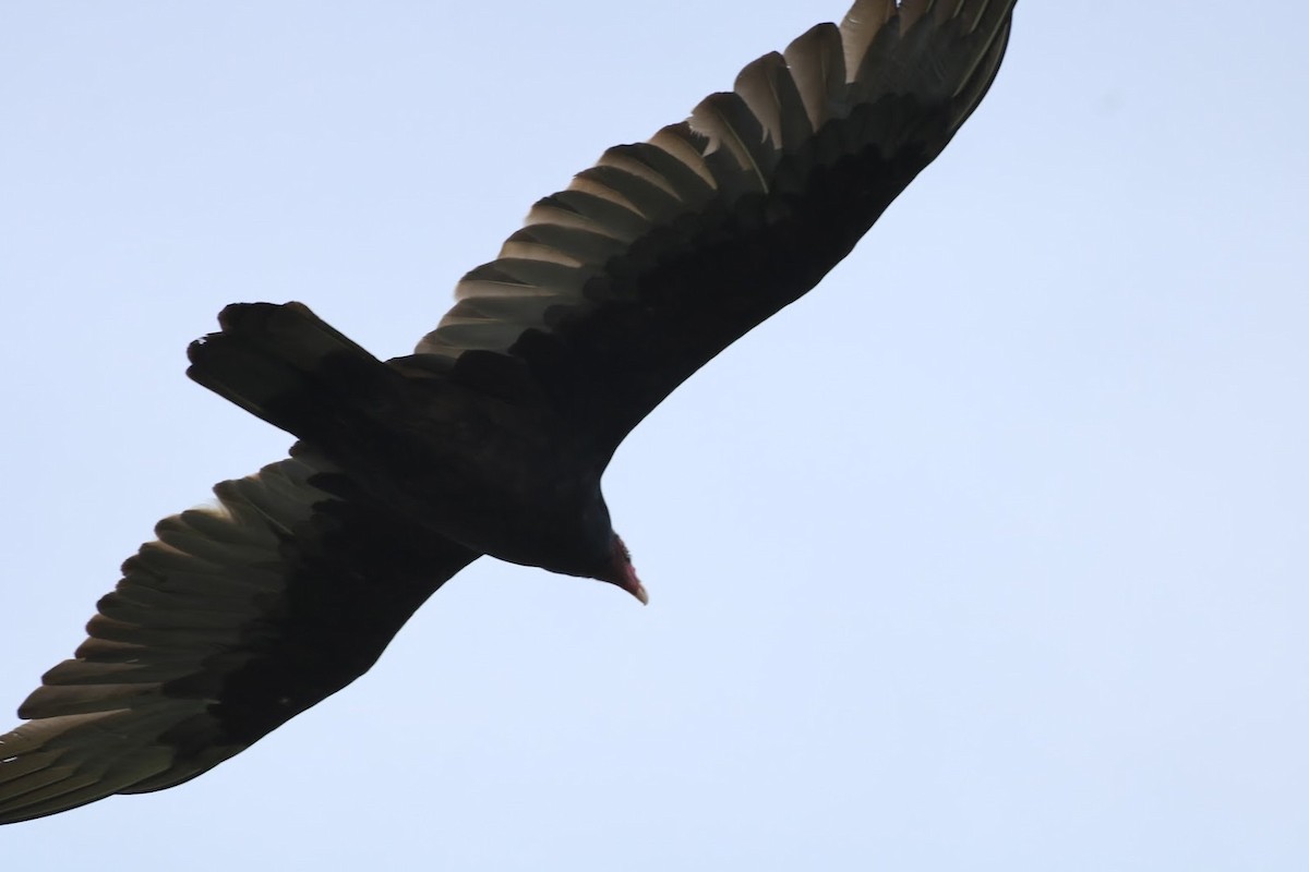 Urubu à tête rouge - ML645721014