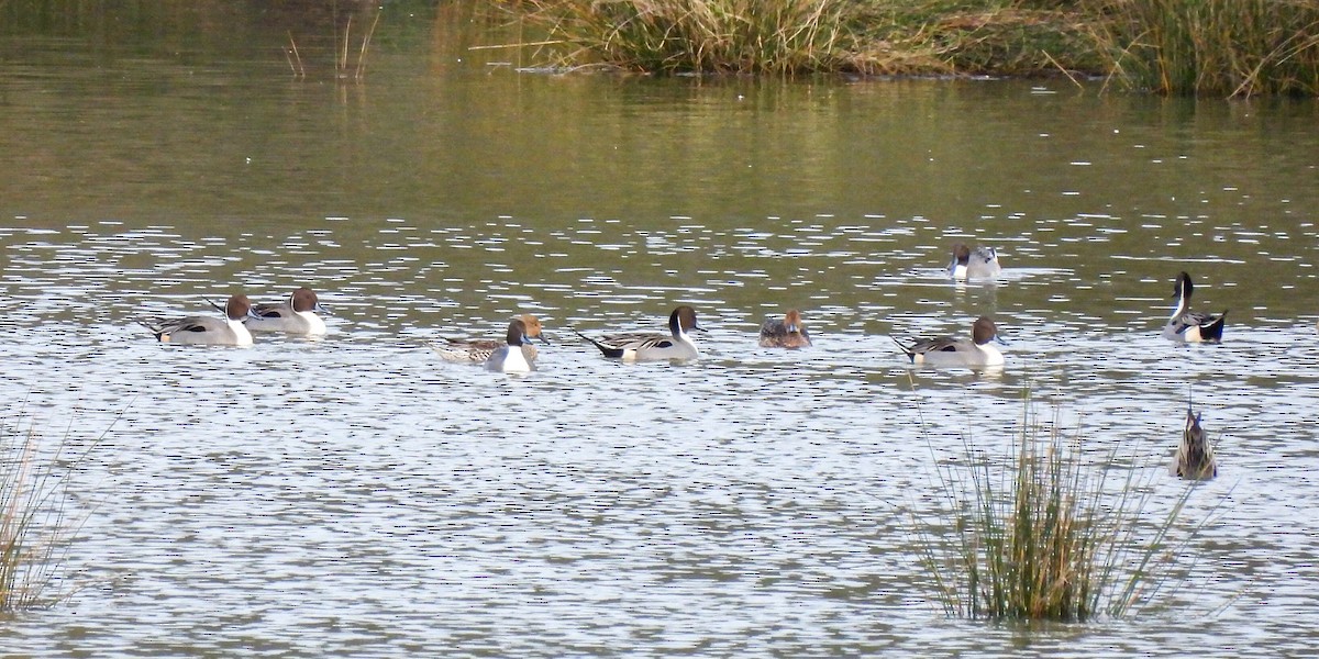 Canard pilet - ML645721015