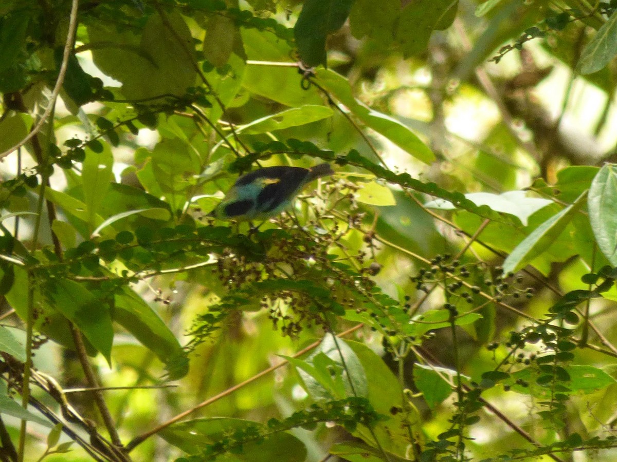 Calliste vert - ML645721016